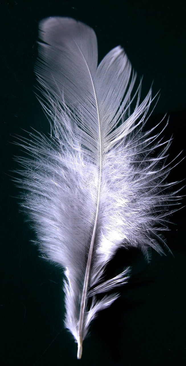 Therapies-Caya Counselling